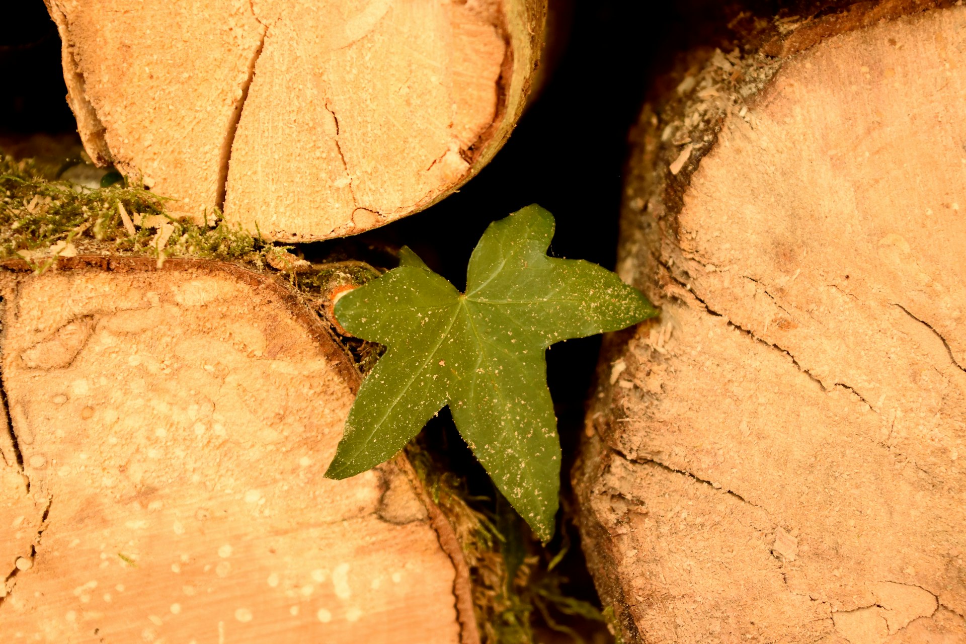 a green leaf sitting on top of a pile of wood